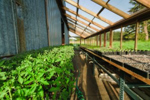 photo by Tracie Howe (www.traciehowe.com)